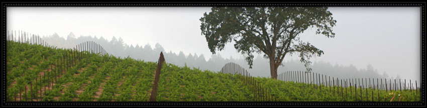vineyard 29 winery with view