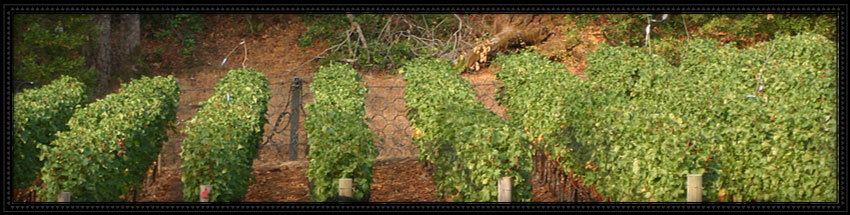 vineyard 29 winery with view