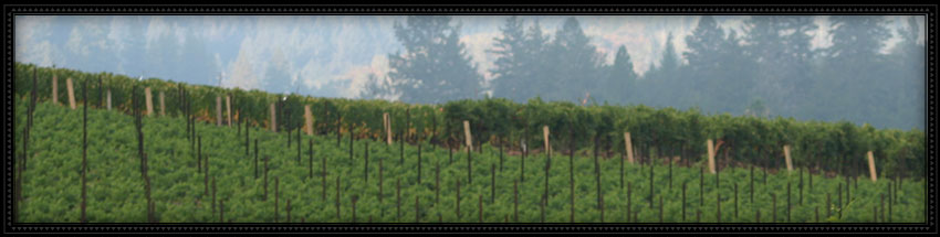vineyard 29 winery with view