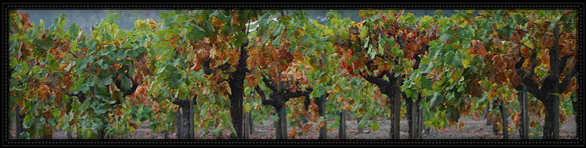 vineyard 29 winery with view